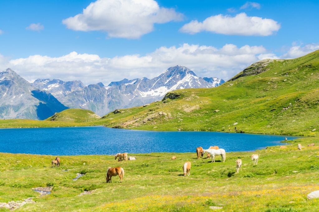 cavalli al pascolo al lago Baldiscio con le cime del Pizzo Stella e Groppera