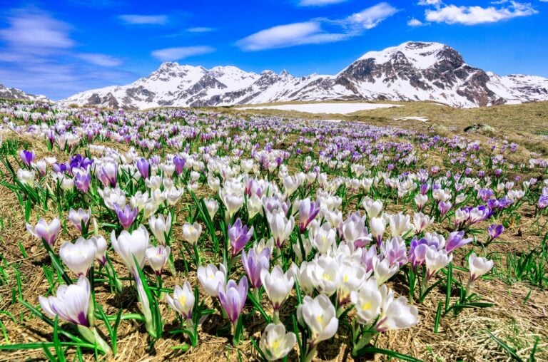 pascolo alpino coperto di crocus in fiore a primavera a Madesimo Andossi