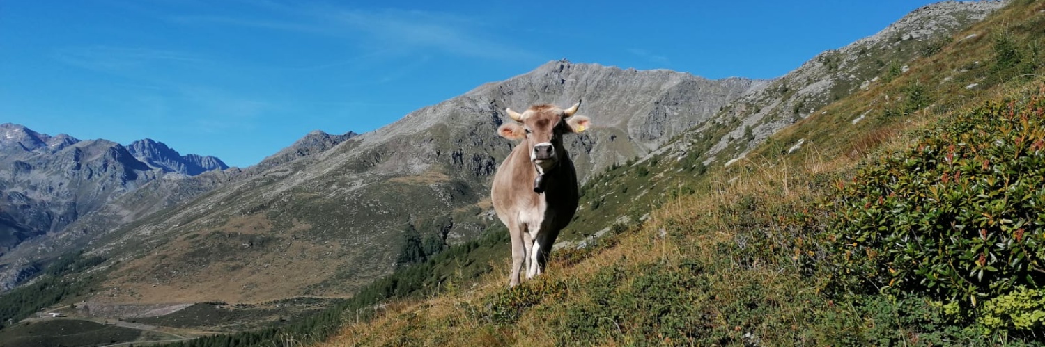 Mucca al pascolo