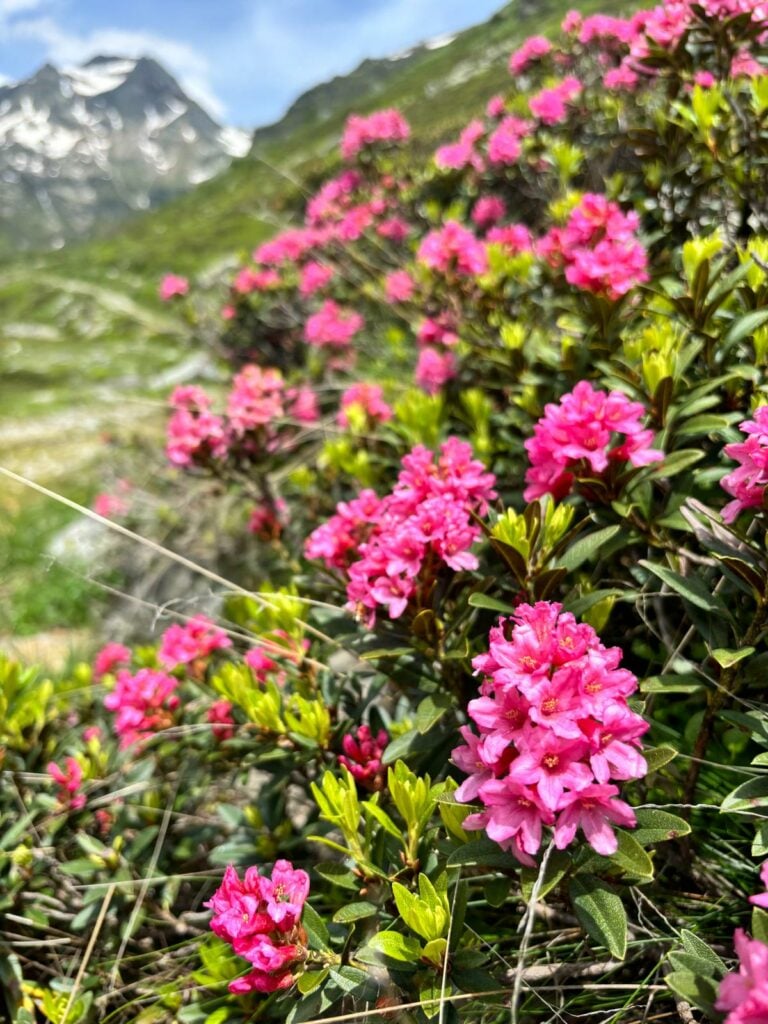 rododendri nel fondovalle di Madesimo