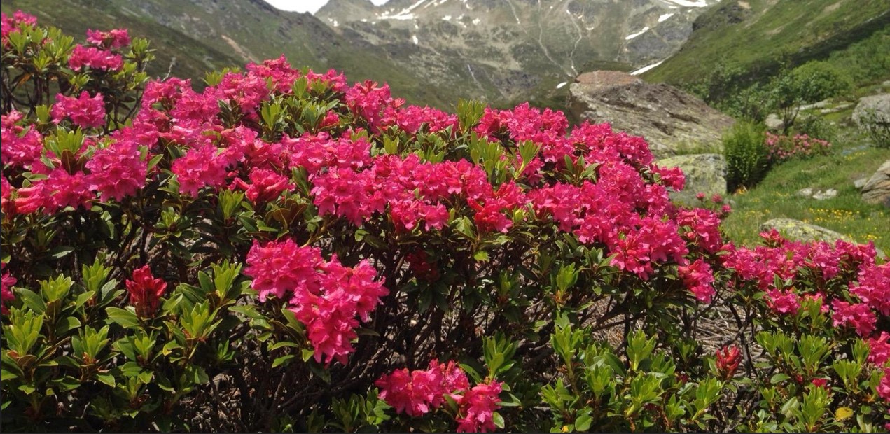 rododendri nel fondovalle di Madesimo