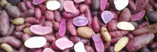 Patate di Starleggia