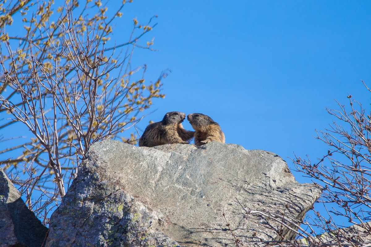 Marmotte