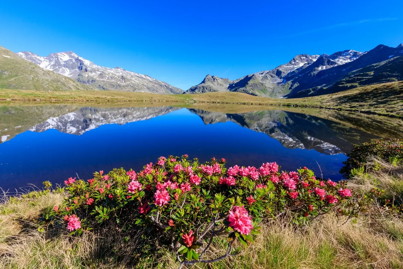rododendri in fiore al lago Andossi di Madesimo