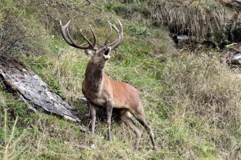 Il bramito del cervo in alta Valle Spluga