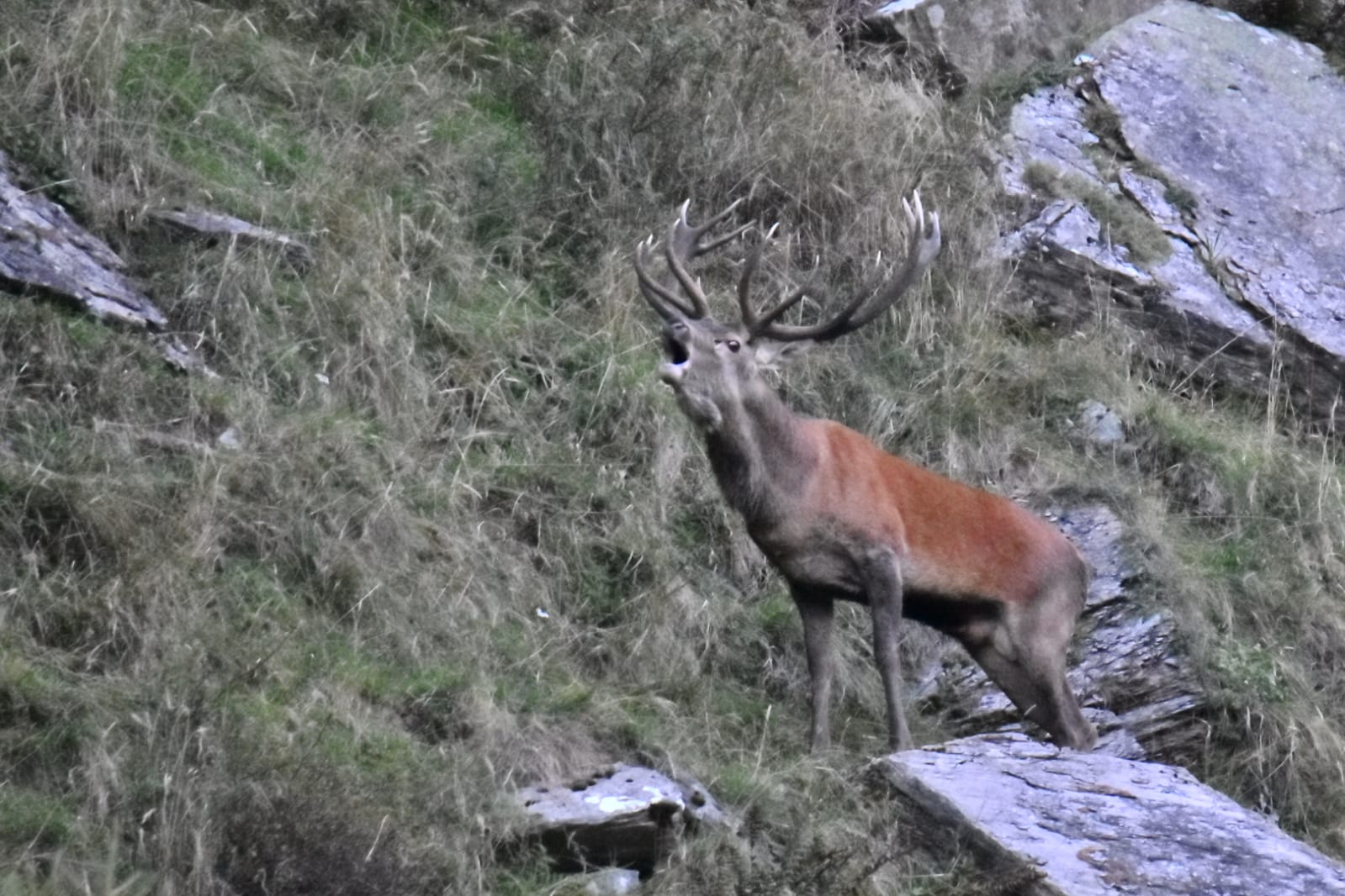 Il bramito del cervo in alta Valle Spluga