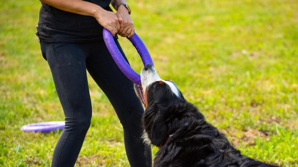 Dog training